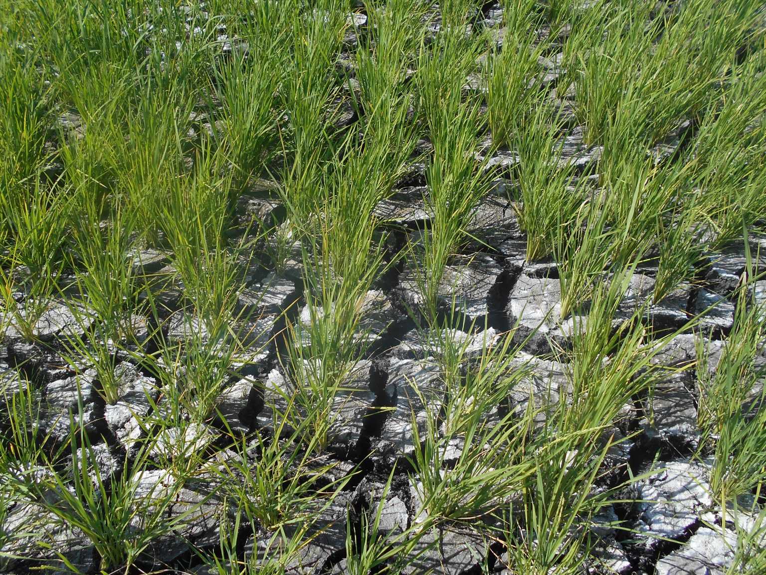 PBBM orders creation of El Niño team