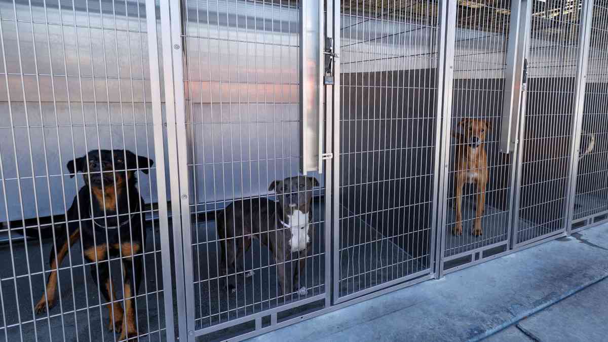 Pets end up in LA shelters after owners detained in immigration raids