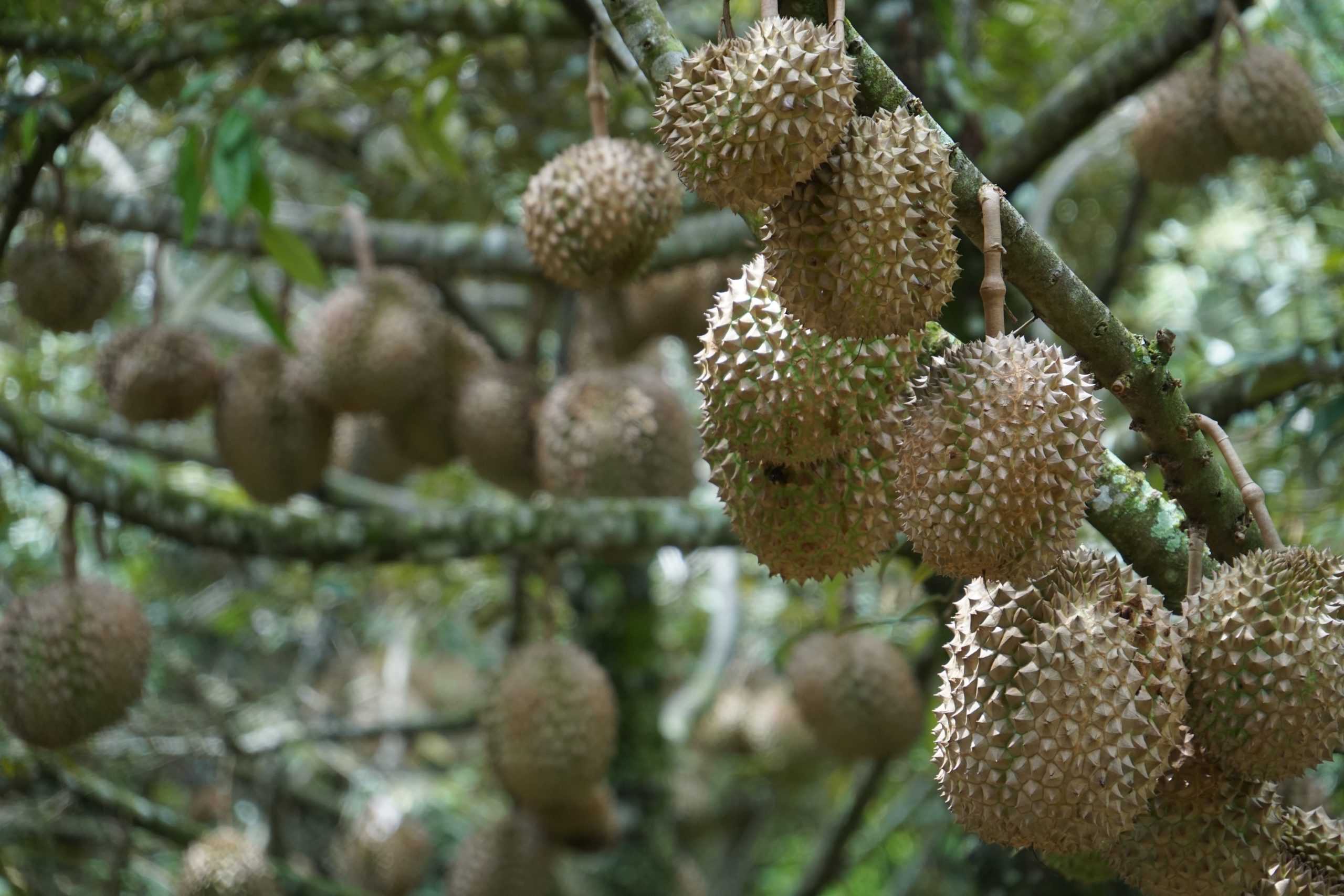 PH set to export Durian to China