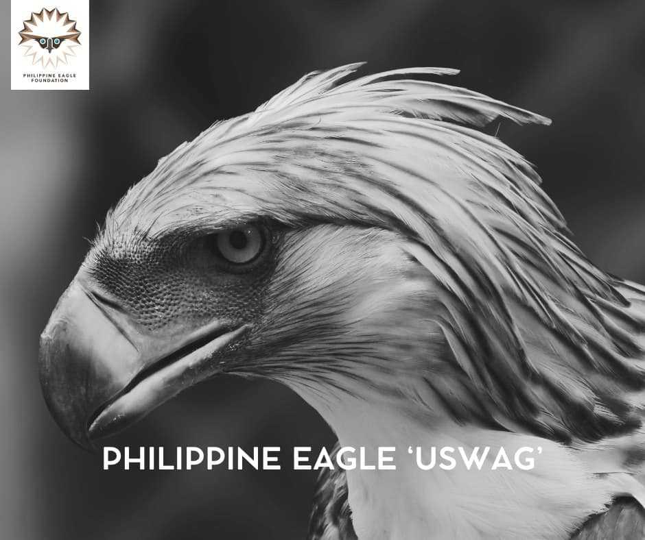 Philippine Eagle "Uswag" tragically dies in Cebu waters