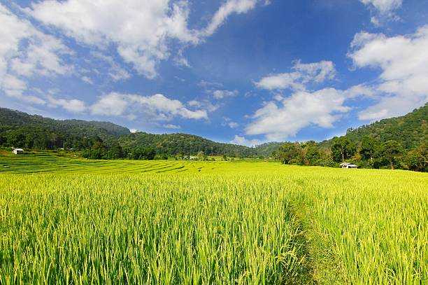 El Niño damage to agriculture sector reaches ₱1.23-B - NDRRMC