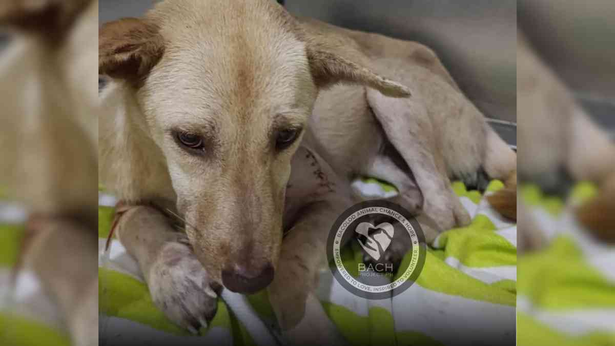 Politicians outraged over ‘barbaric act’ inflicted on dog in Negros Occidental