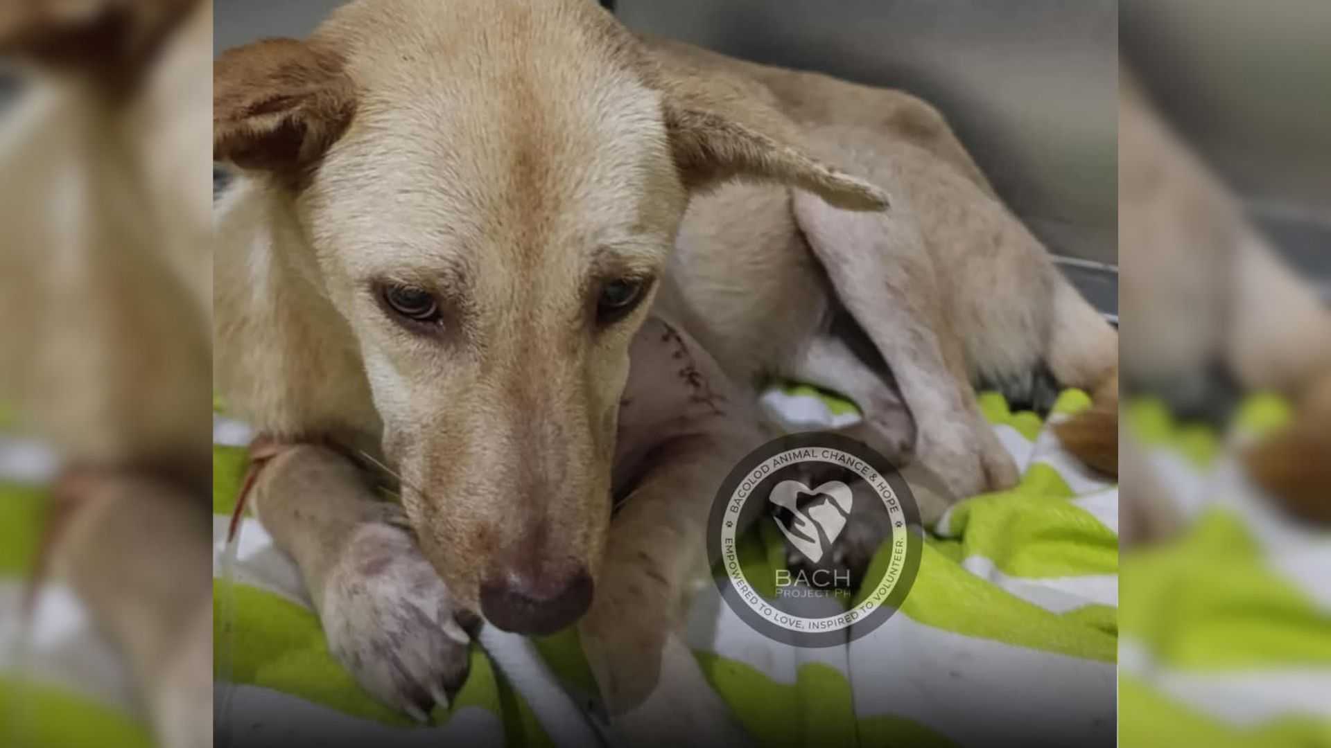 Politicians outraged over ‘barbaric act’ inflicted on dog in Negros Occidental