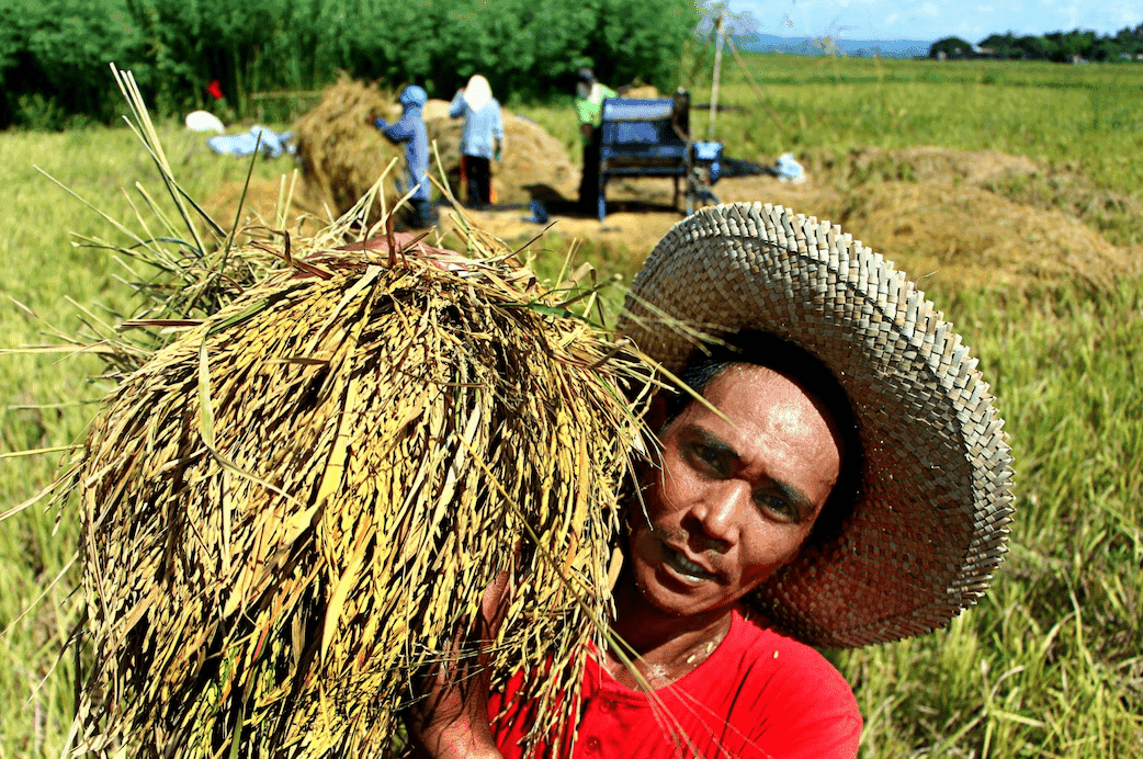 Rice importation suspended for 60 days starting September 1