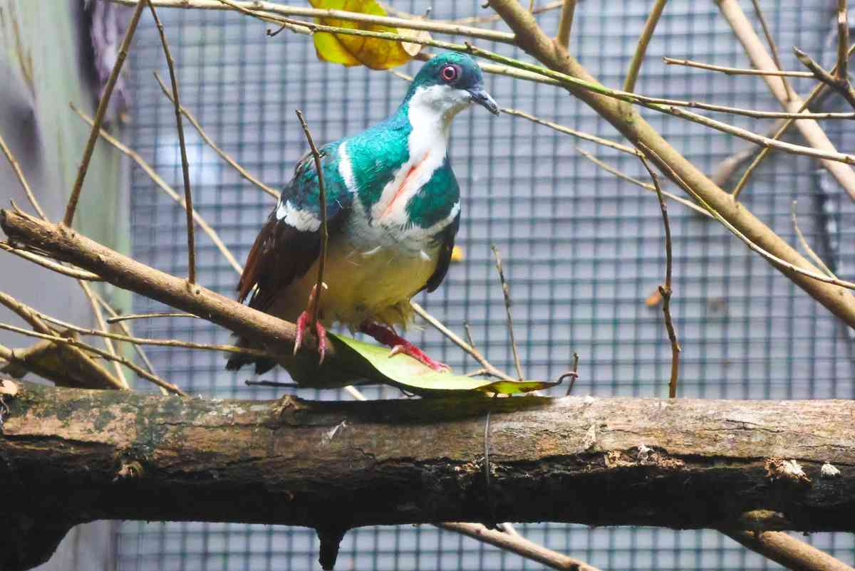 SG Embassy celebrates repatriation of critically endangered Negros Bleeding-Heart Pigeons back to PH
