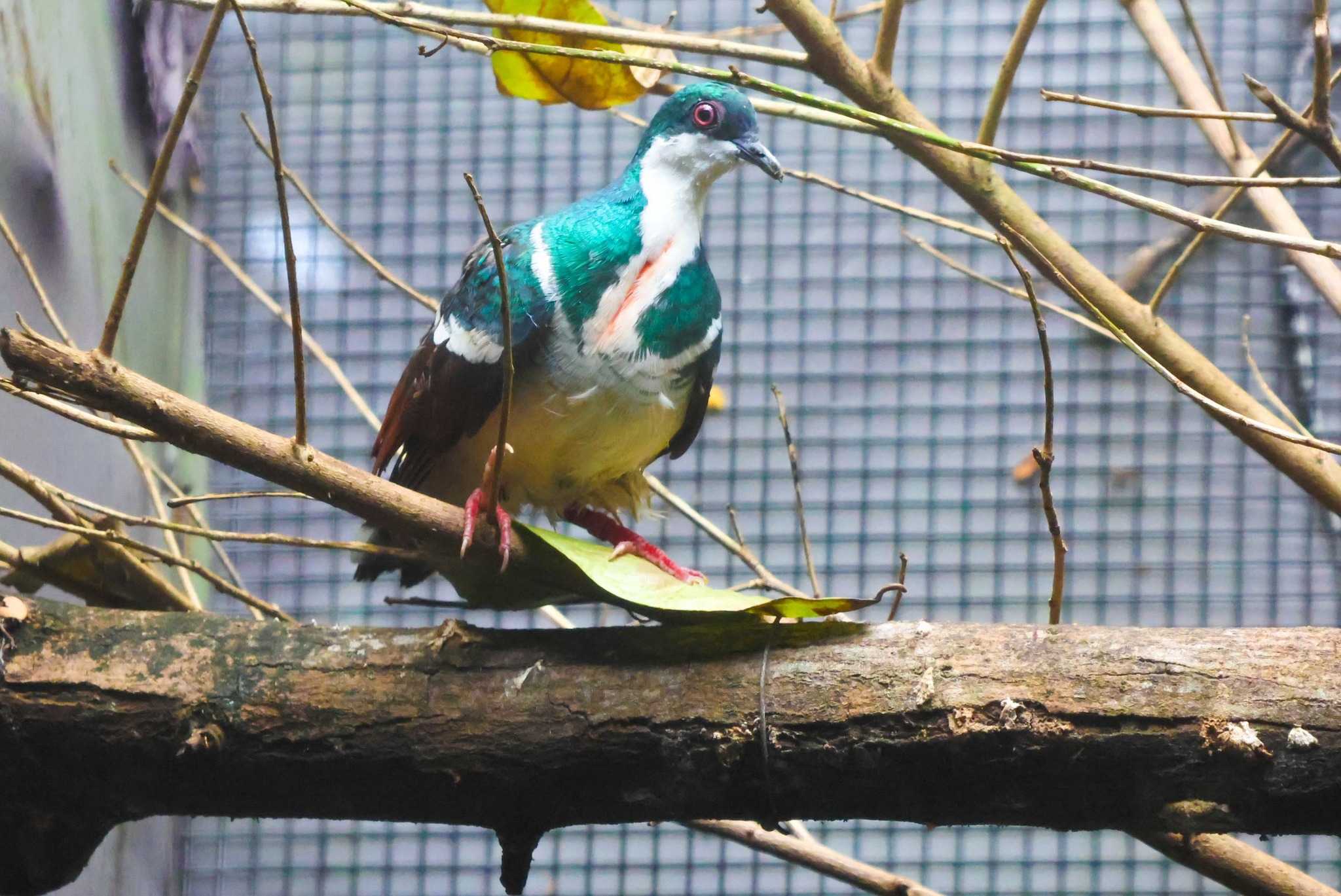 SG Embassy celebrates repatriation of critically endangered Negros Bleeding-Heart Pigeons back to PH