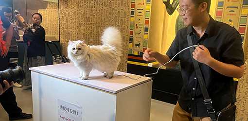 Shanghai Museum welcomes feline visitors to peruse Egyptian cat imagery at 'Meow Night'