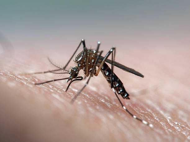 Taytay, Palawan declares state of calamity amid escalating dengue cases