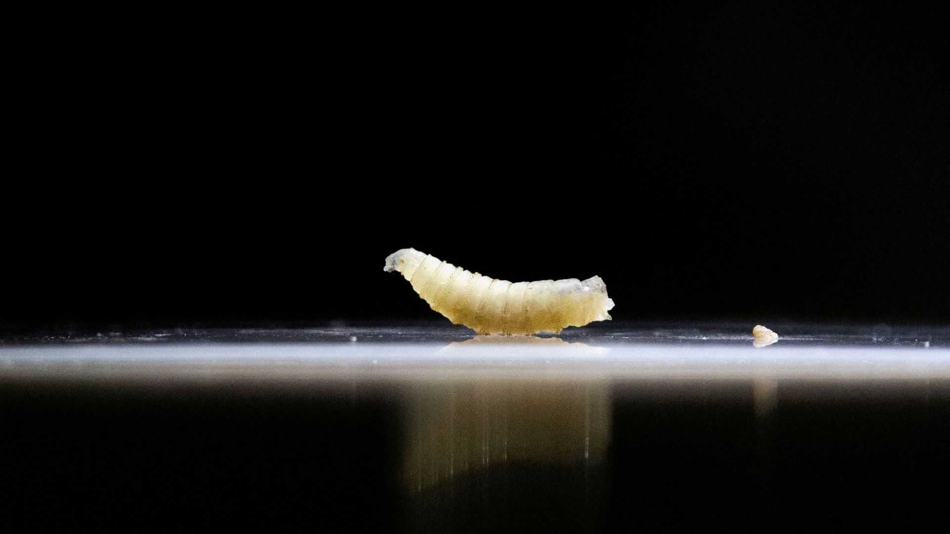 U.S. confirms nation's first travel-associated human screwworm case connected to Central American outbreak