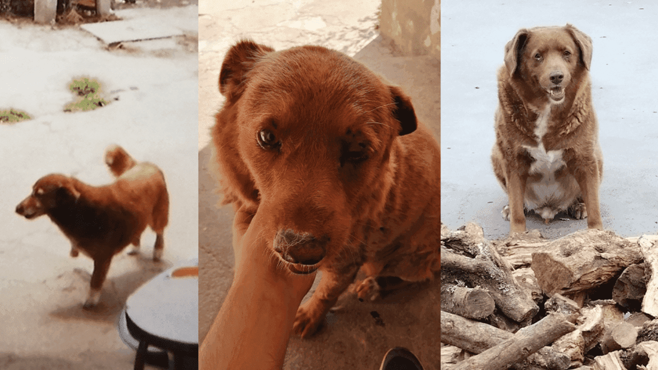 Oldest dog in the world celebrates 31st birthday