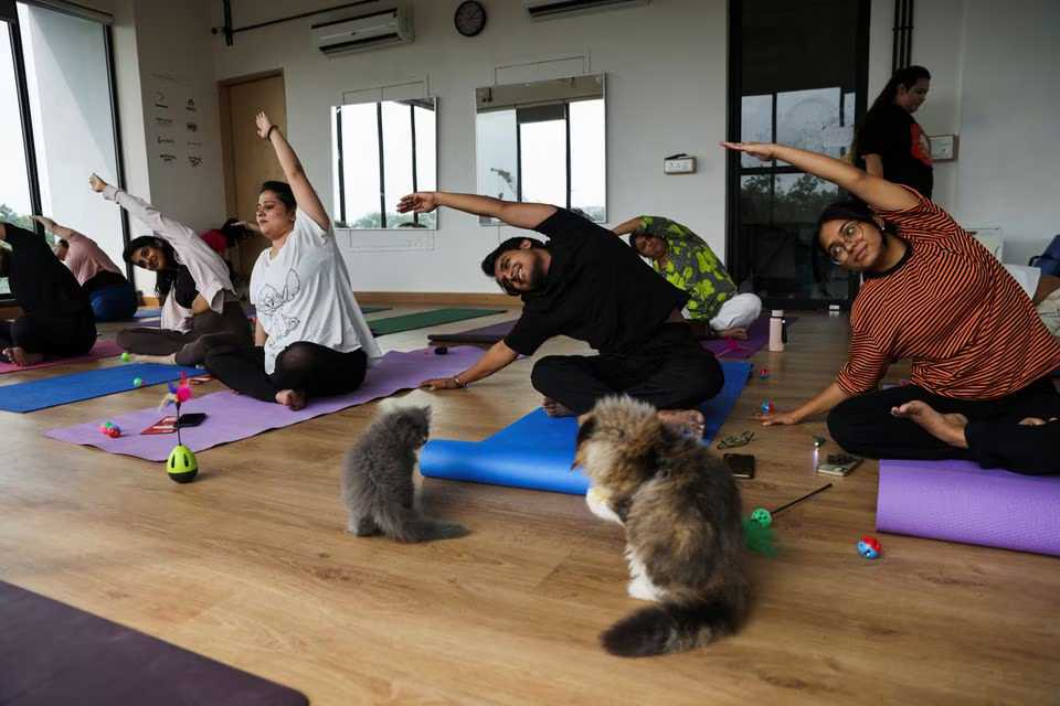 Yoga enthusiasts master the cat pose at kitten yoga session